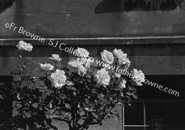 ROSES IN BLACKROCK CONVENT